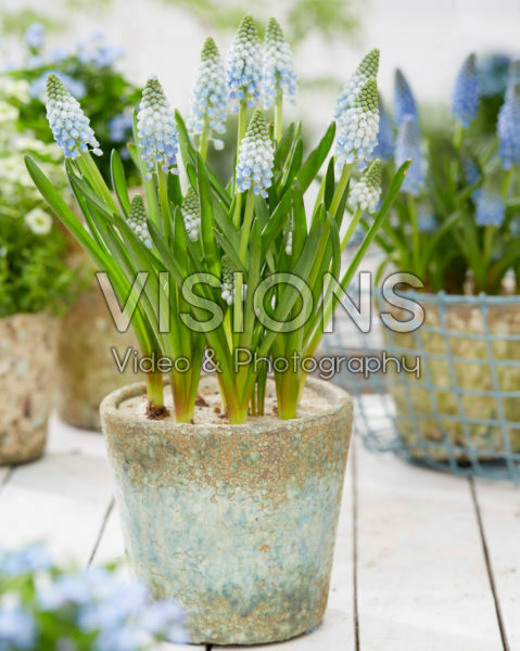 Muscari Cool Blues Muscari Cool Blues