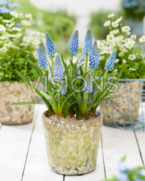 Muscari Cool Blues Muscari Cool Blues