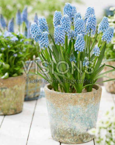 Muscari BL. V.2 15-10-18 Muscari BL. V.2 15-10-18