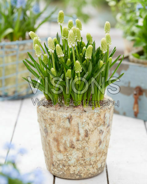 Muscari Casablanca Muscari Casablanca