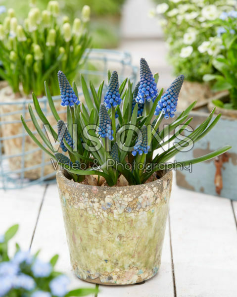 Muscari BM 17 Muscari BM 17