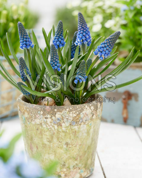 Muscari BM 17 Muscari BM 17