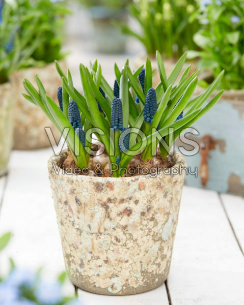 Muscari Soulmate Muscari Soulmate