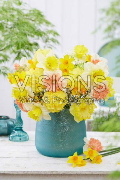 Narcissus mix Narcissus mix
