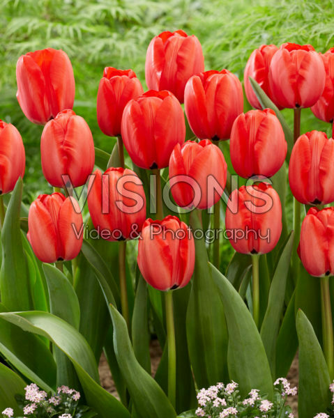 Tulipa Red Impression Tulipa Red Impression