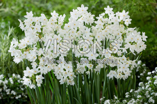 Narcissus Paper White Narcissus Paper White