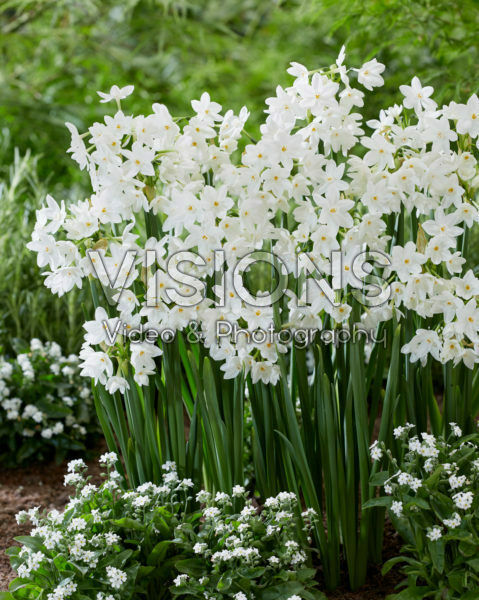 Narcissus Paper White Narcissus Paper White
