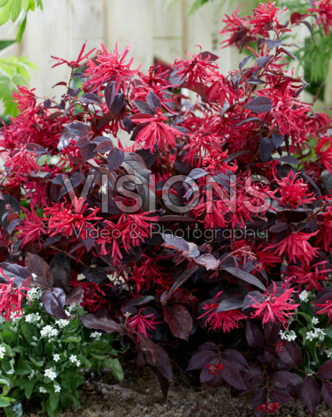 Loropetalum chinense Ever Red Loropetalum chinense Ever Red