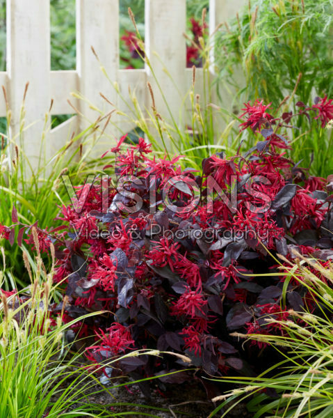 Loropetalum chinense Ever Red Loropetalum chinense Ever Red