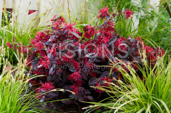 Loropetalum chinense Ever Red Loropetalum chinense Ever Red
