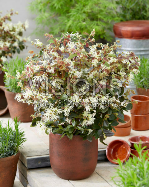 Loropetalum chinense Ruby Snow Loropetalum chinense Ruby Snow