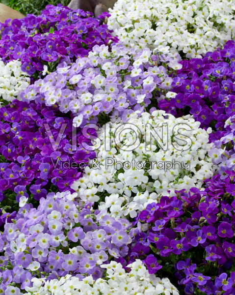 Aubrieta mix Aubrieta mix