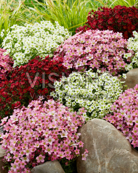 Saxifraga mix Saxifraga mix