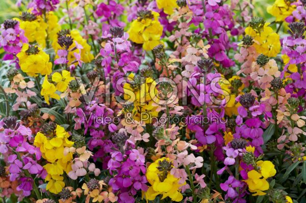 Erysimum mix Erysimum mix