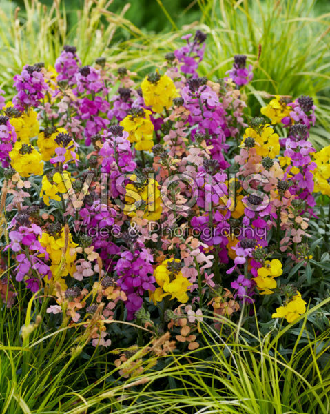 Erysimum mix Erysimum mix