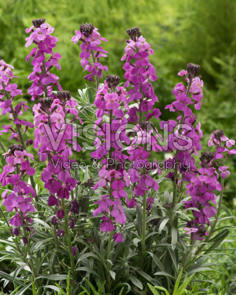 Erysimum Bowles' Mauve Erysimum Bowles' Mauve