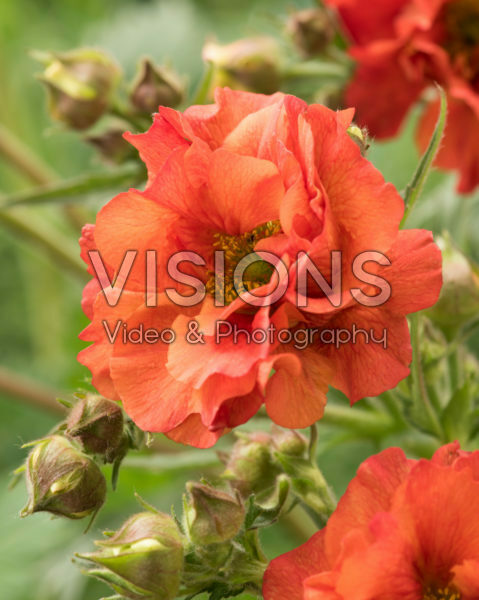 Geum Scarlet Tempest Geum Scarlet Tempest