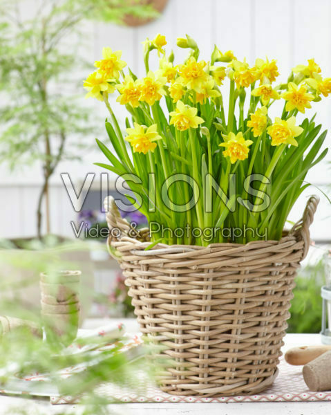 Narcissus Tete Boucle Narcissus Tete Boucle