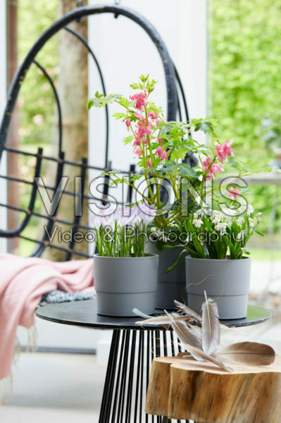 Spring flowers on pot Spring flowers on pot