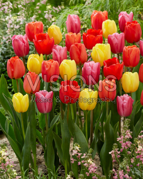 Tulipa mix Tulipa mix