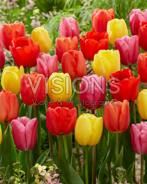Tulipa mix Tulipa mix