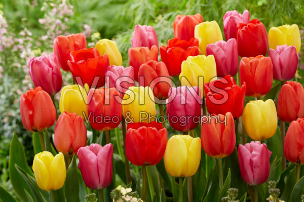 Tulipa mix Tulipa mix