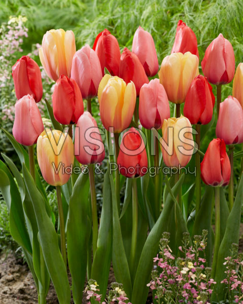 Tulipa Impression mix Tulipa Impression mix