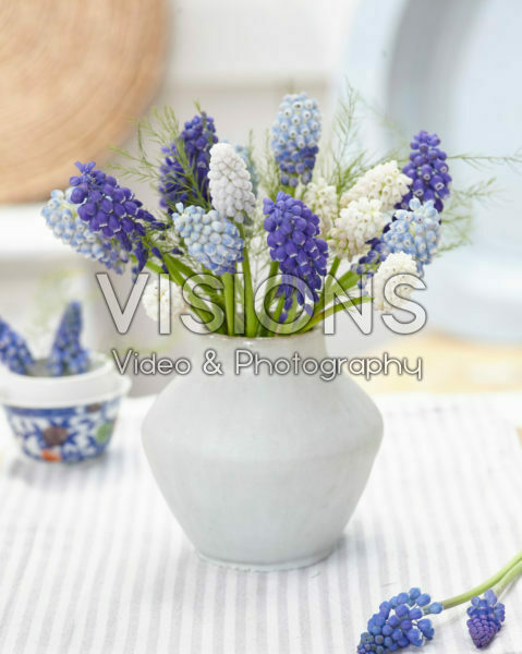 Muscari combination Muscari combination
