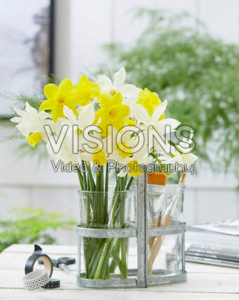 Narcissus combination Narcissus combination