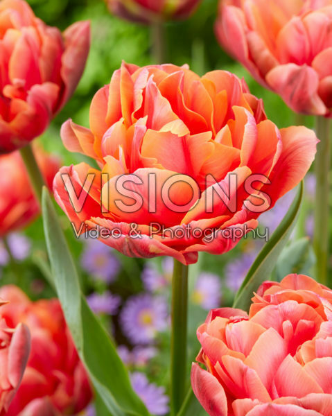 Tulipa Zoe Tulipa Zoe