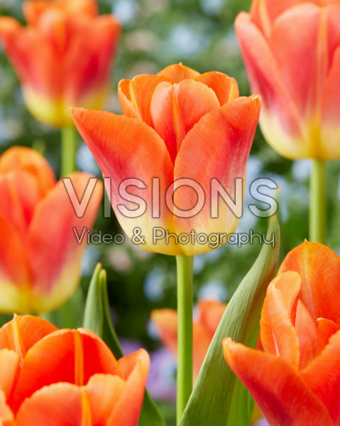 Tulipa Hypnose Tulipa Hypnose