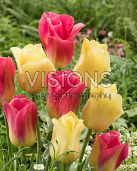 Tulipa Tom Pouce, World Friendship Tulipa Tom Pouce, World Friendship