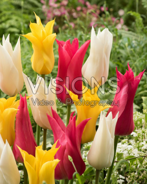 Tulipa lily-flowering mix Tulipa lily-flowering mix