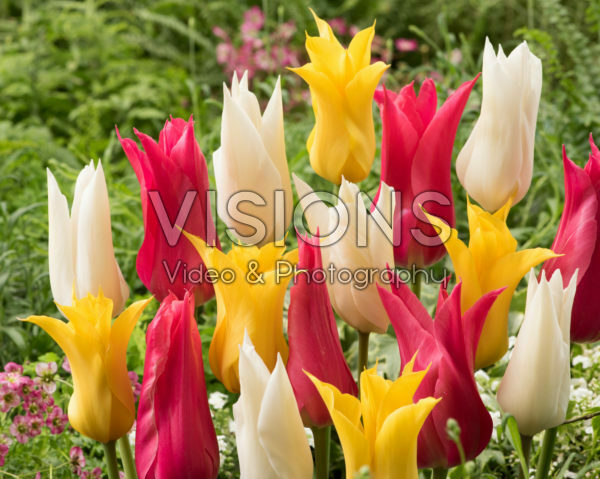 Tulipa lily-flowering mix Tulipa lily-flowering mix