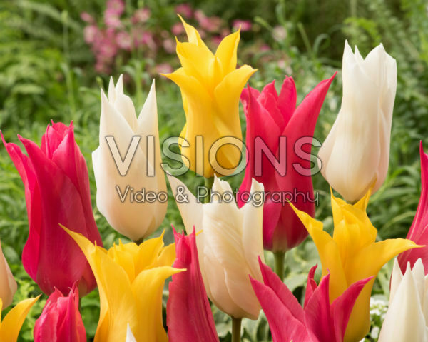 Tulipa lily-flowering mix Tulipa lily-flowering mix