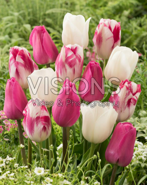 Tulipa mix Tulipa mix