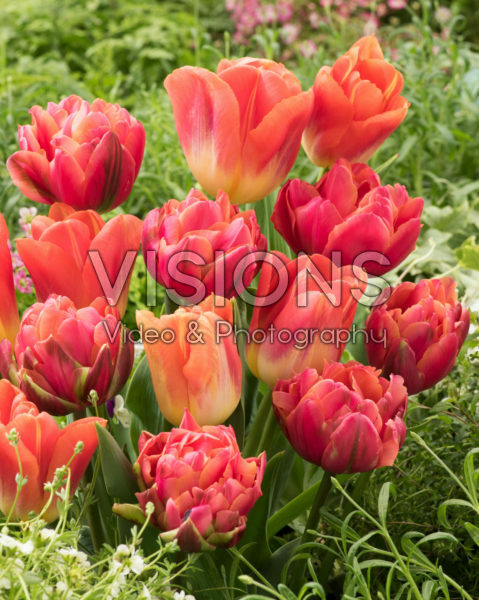Tulipa Zoe, Hypnose Tulipa Zoe, Hypnose