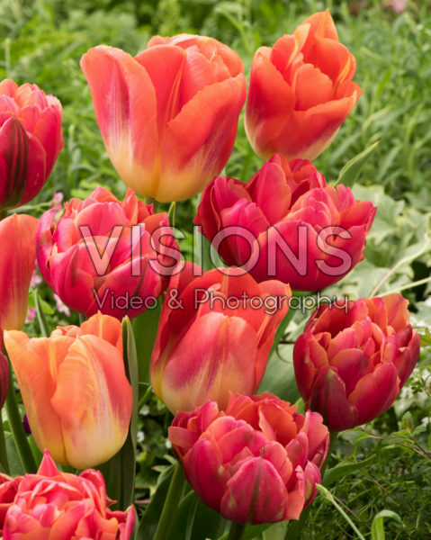 Tulipa Zoe, Hypnose Tulipa Zoe, Hypnose