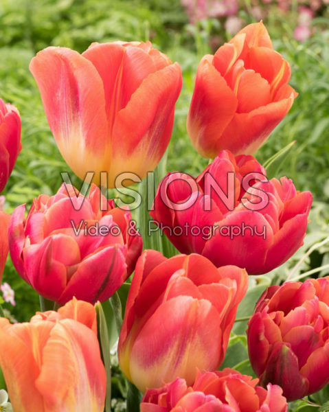 Tulipa Zoe, Hypnose Tulipa Zoe, Hypnose