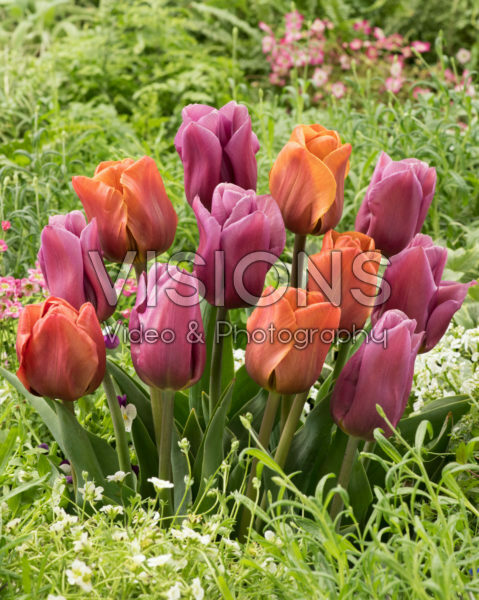 Tulipa Brown Sugar, Copex Tulipa Brown Sugar, Copex