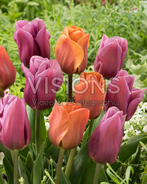 Tulipa Brown Sugar, Copex Tulipa Brown Sugar, Copex