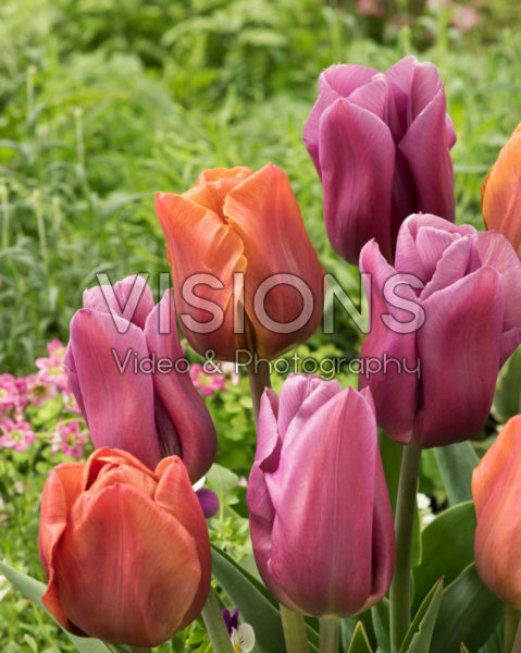 Tulipa Brown Sugar, Copex Tulipa Brown Sugar, Copex