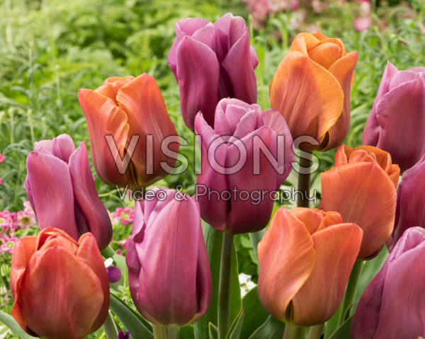 Tulipa Brown Sugar, Copex Tulipa Brown Sugar, Copex