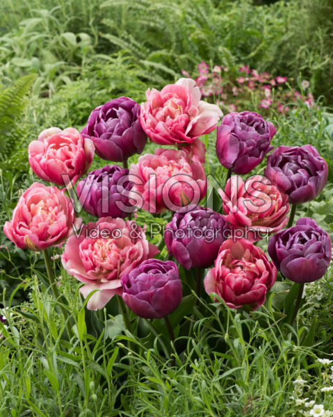 Tulipa Blue Diamond, Libretto Double Tulipa Blue Diamond, Libretto Double