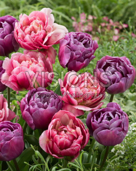 Tulipa Blue Diamond, Libretto Double Tulipa Blue Diamond, Libretto Double
