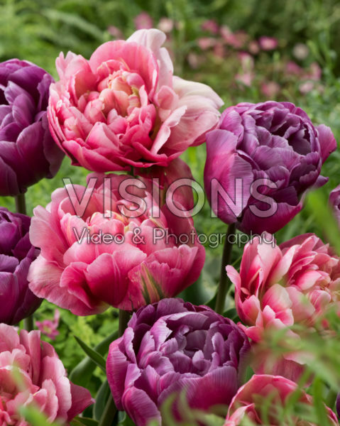 Tulipa Blue Diamond, Libretto Double Tulipa Blue Diamond, Libretto Double