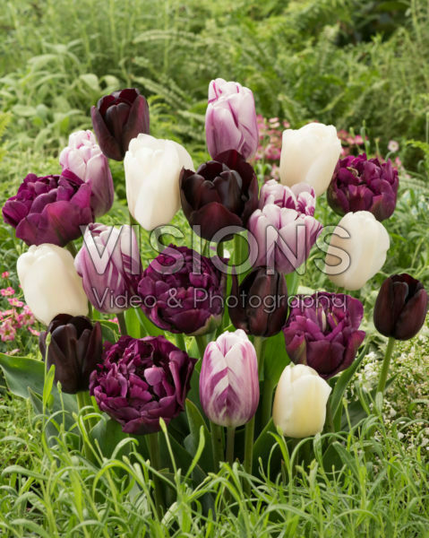 Tulipa mix Tulipa mix