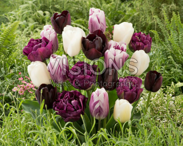 Tulipa mix Tulipa mix