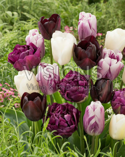 Tulipa mix Tulipa mix