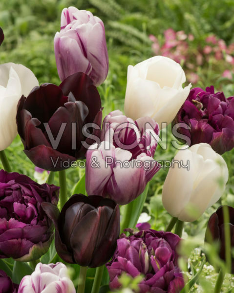 Tulipa mix Tulipa mix